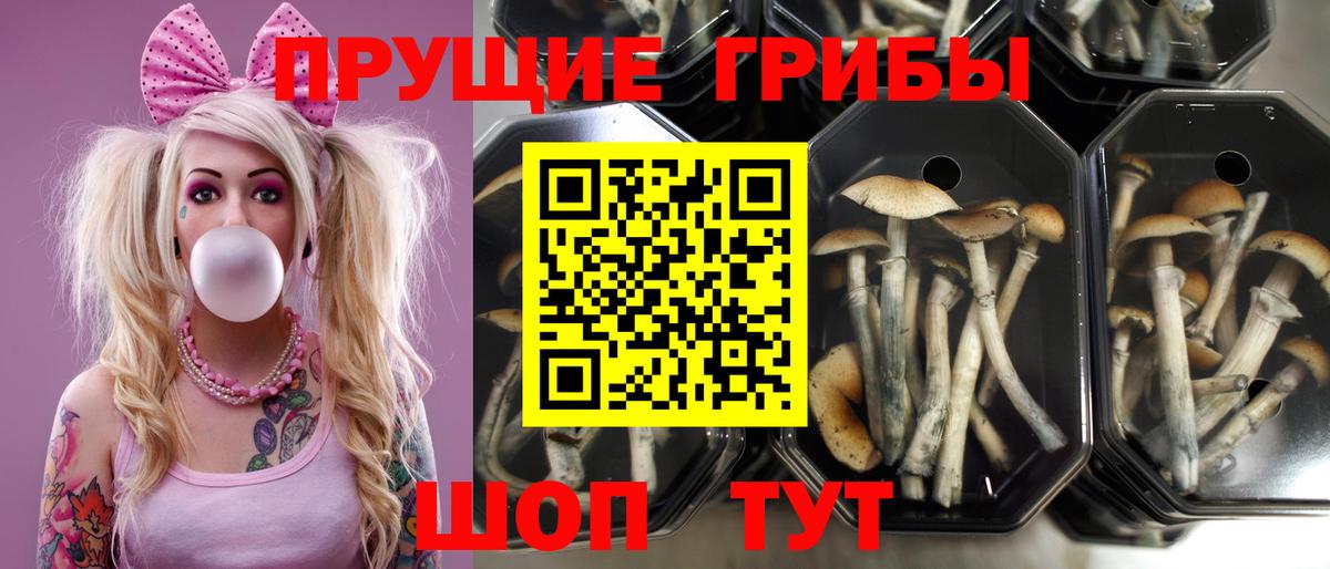 Псилоцибиновые грибы прущие грибы Выкса